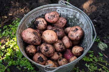 Harvest potatoes in a bucket. No people