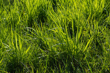 dirty green grass on the side of the road