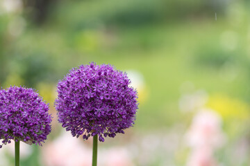 ボール状の花　アリウム・ギガンチウム