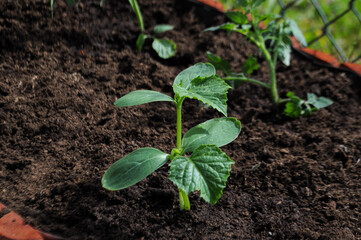 Green tomato seedling growing in the flowerbed in the garden