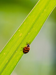 ladybug on leaf