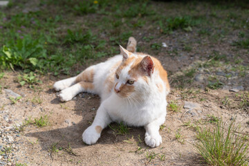 くつろぐ猫　茶白猫
