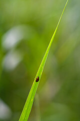 ladybug on grass