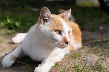 くつろぐ猫　茶白猫