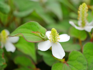 ドクダミ1　花