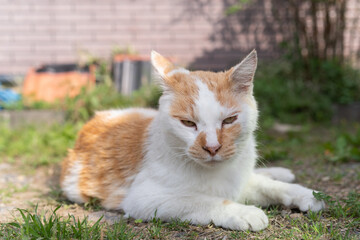 くつろぐ猫　茶白猫