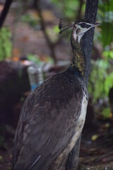 peahen from behinf