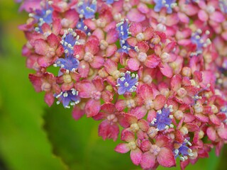 紫陽花13　三河千鳥