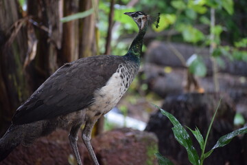 peahen