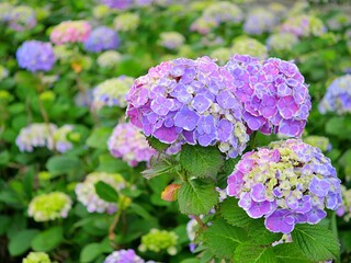 Fototapeta premium 紫陽花16 フラウヨシコ