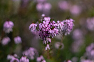 lavender flowers in the garden