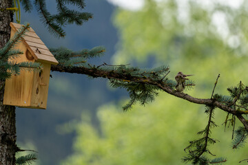 the mating of tree sparrows, passer montanus, on a branch from a silver fir
