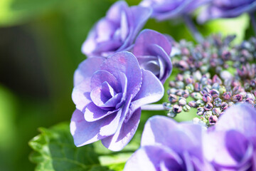バラのような薄紫の美しいガクアジサイ