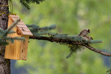 the mating of tree sparrows, passer montanus, on a branch from a silver fir