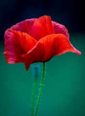 red poppy flower