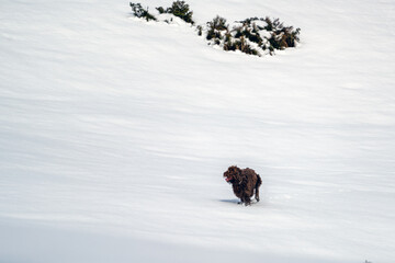 Naklejka na ściany i meble a hunting dog, pudelpointer, is running in snow on the mountains