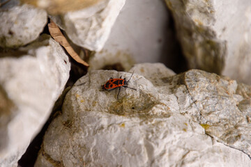firebug on stone