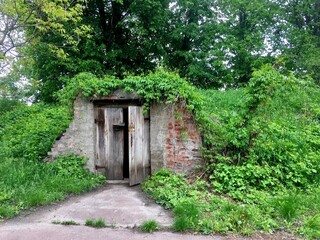 old wooden door in spring