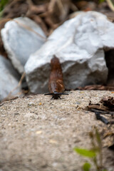 slug on stone