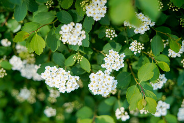 white flowers on bush