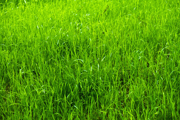 green grass texture