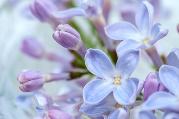 Purple lilac flowers close-up. Flower background. Spring and summer background 