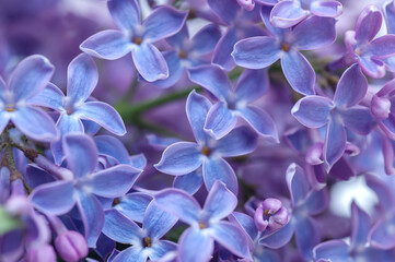 Purple lilac flowers close-up as a background. Flower background 