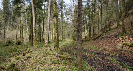 Waldspaziergang am Irschenberg