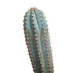 Cactus, cacti isolated on white background, clipping path