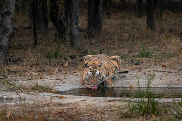 Wild adult male bengal tiger in action drinking water or quenching thirst from waterhole in safari at bandhavgarh national park or tiger reserve madhya pradesh india - panthera tigris tigris - Powered by Adobe
