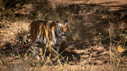 Wild bengal tiger on prowl at bandhavgarh national park or tiger reserve madhya pradesh india - panthera tigris tigris