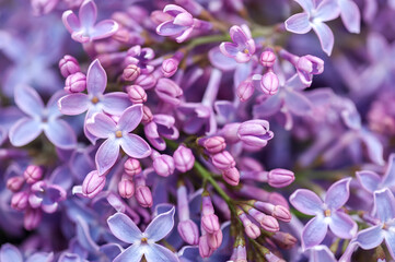 Fototapeta na wymiar Purple lilac flowers as a background. Flower background 