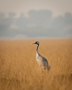 Demoiselle crane or Grus virgo portrait in open grassland or field of Tal Chappar sanctuary rajastan India