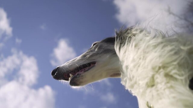 A guarding hunting dog watching. shot in frog perspective. dog breed: borzoi