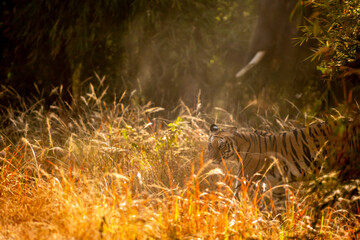 Wild bengal tiger side view in golden glittering winter light at bandhavgarh national park or tiger reserve madhya pradesh india - panthera tigris tigris
