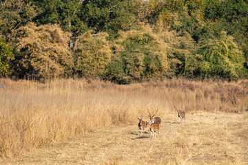 Spotted deer or Chital or axis axis herd or family on move together in open field at bandhavgarh national park or forest reserve madhya pradesh India