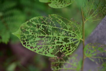 Close up green plants in nature.