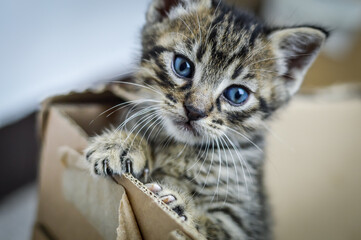 portrait of a one month old striped kitten leaning with one paw on the edge of the cardboard box, shallow depth focus