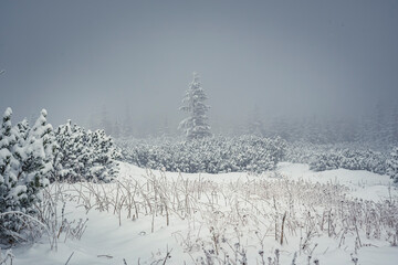 Foggy day in Tatra Mountains, Poland. Dense mist covering the trees and bushes, fresh snow and withered grass. Selective focus on the plants, blurred background.