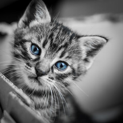 black and white portrait, with only the blue color of the eyes, of a striped one month old kitten, shallow depth of focus