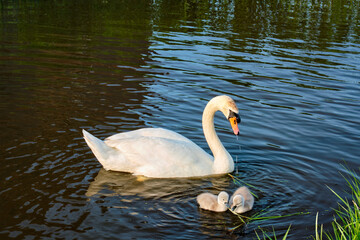 Fototapeta premium Swan with little swans