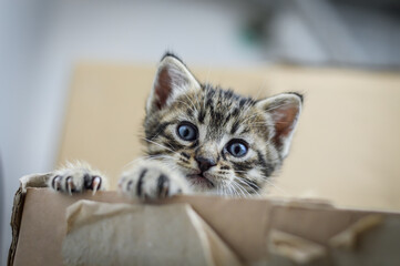 portrait of a one month old striped kitten popping out with the head from the box, shallow depth...