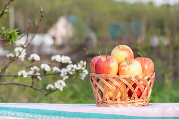 A beautiful still life with ripe apples and branches with white flowers.