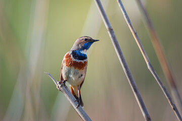 Beautiful bluethroat bird sits on a reed