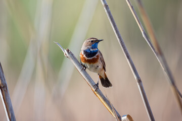 Beautiful bluethroat bird sits on a reed