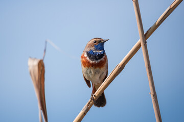 Beautiful bluethroat bird sits on a reed