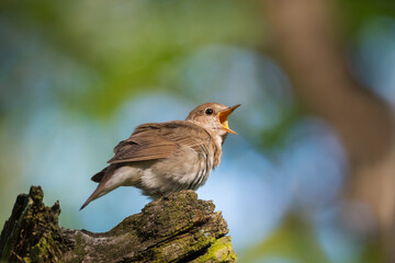 Cute common nightingale bird sitting on tree