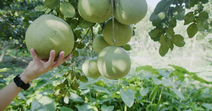 farmer hand touching holding organic fresh green Pomelo hanging on tree at the garden, Fresh juicy tropical fruit in Thailand