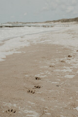 dog prints on the beach