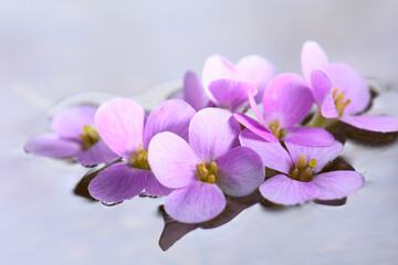 small flowers on the water surface, pink petals reflected in the water.
